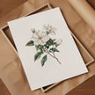 Delicate white magnolia branch with lush green leaves on crisp white background, creating a serene botanical illustration with vintage elegance perfect for traditional or rustic spaces.