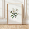 Delicate white magnolia branch with lush green leaves on crisp white background, creating a serene botanical illustration with vintage elegance perfect for traditional or rustic spaces.