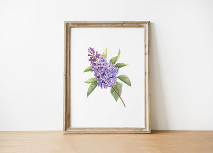 Delicate watercolor illustration of purple lilacs with sage green leaves on white background, creating a serene botanical composition with balanced, calming visual appeal in a natural wood frame.