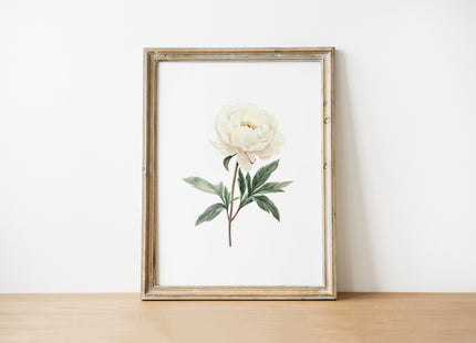 Delicate ivory and sage green peony illustration with detailed petals against clean white background, creating a serene botanical focal point with minimalist Scandinavian aesthetic.