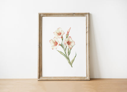 Delicate gladiolus flowers in soft peach and sage green against white background, with intricate petal details creating a tranquil Scandinavian-inspired botanical composition.
