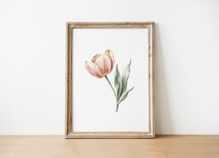 Delicate peach tulip with sage green stem on crisp white background, presented in a rustic wooden frame with clean lines creating a minimalist botanical watercolor art piece with Scandinavian aesthetic.