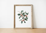Elegant watercolor illustration of holly leaves and vibrant red berries against white background, framed in rustic wood, creating a sophisticated botanical Christmas art piece with calming white space.