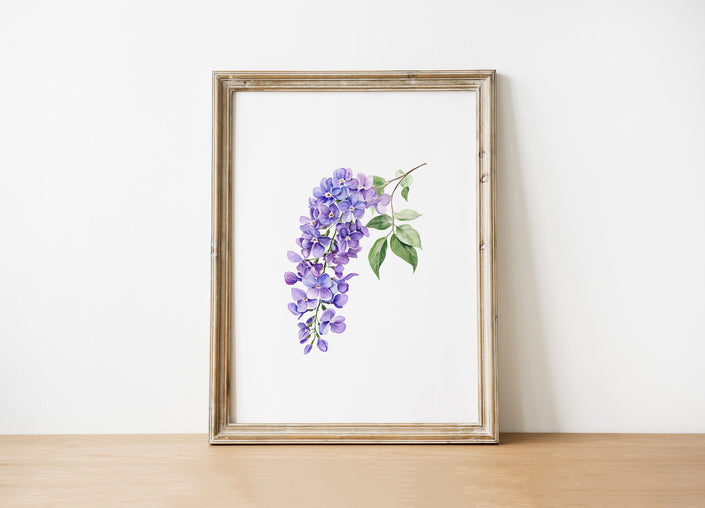 Delicate watercolor wisteria branch with cascading lavender blooms against white background, featuring intricate petal details and soft green leaves creating a peaceful, Scandinavian-inspired botanical composition.