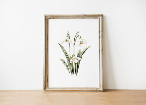 Delicate watercolor snowdrops in soft sage green and ivory against white background, featuring intricate floral details with Scandinavian minimalist appeal, creating a tranquil, elegant botanical statement.