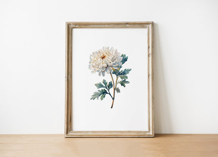 Delicate watercolor chrysanthemum in muted cream and sage green against crisp white background, showcasing intricate petal details in a minimalist, serene composition perfect for contemporary spaces.