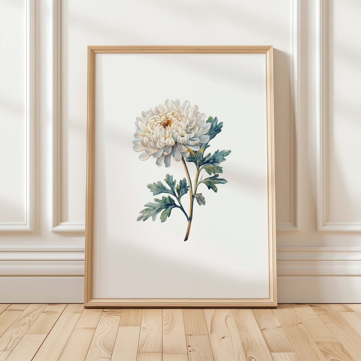 Delicate watercolor chrysanthemum in muted cream and sage green against crisp white background, showcasing intricate petal details in a minimalist, serene composition perfect for contemporary spaces.