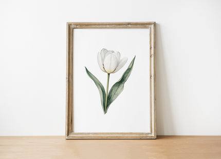 Elegant white tulip watercolor illustration with delicate sage green leaves on clean white background in minimalist Scandinavian style, creating a peaceful botanical focal point